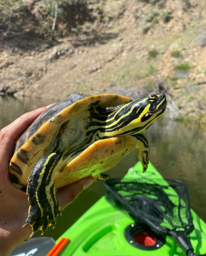 Peninsula Cooter